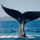 고래부동산공인중개사사무소 이미지