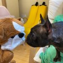 관악동물종합병원 이미지