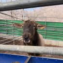 기복농장 | 녹용 효능 7가지 완벽 정리, 겨울철 면역력은 이렇게!