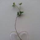 능실초등학교 이미지