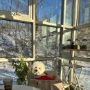 청평면 뚝방 자전거길 | [경기도 가평] 애견동반 카페 ‘플로레’ | 생방송투데이 화덕피자맛집, 드라마 촬영지로 유명한 카페