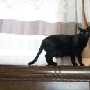 우주냥스타 이미지