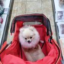 장보는 강아지와 고양이(세천점) 이미지