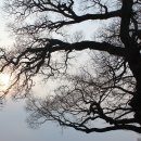 성주 경산리 성밖숲 이미지