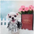 그루밍 애견미용 이미지