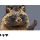 너구리 이미지