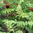 천연발모제, 파스가 되는 초피나무(재피나무) 이미지