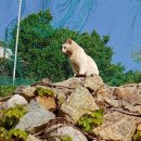 돼지뼈가 잇몸에 박혔던 거제도 길냥이 '칼멘' 회복후 퇴원 했어요~ 이미지