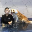 미용사자격증 | 애견미용사 되는법 자격증 취업 후기