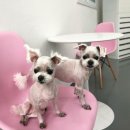 THE 빛나개 이미지