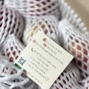 원천농장 | 정담아농원 햇부사, 꿀이 뚝뚝 떨어지는 인생 사과