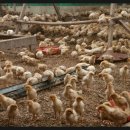 성진부화장 이미지