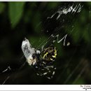 계양산 팔각정 이미지