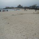 바다가 그리운 나무 이미지