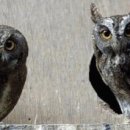 부엉이 PC 이미지