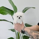 멍냥스타 강아지분양 고양이분양 이미지