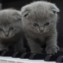 청라호수동물메디컬센터 이미지