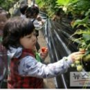 화룡농장 이미지