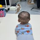 웃기천 | 고양이와 신생아, 정말 같이 키워도 될까? 직접 키워본 엄마의 육묘육아 솔직 후기
