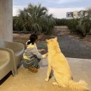 저지안트레 이미지