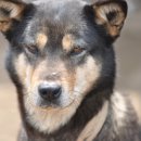 카리스마 이미지