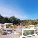 파인트리 이미지