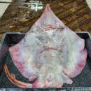 신안홍어 이미지