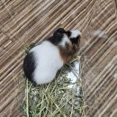 펫엔글라이더 이미지