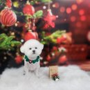 땡자애견 이미지