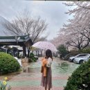 십리벚꽃산장 이미지