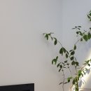 메르시하도 이미지