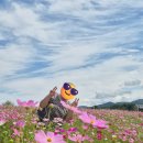 희망의 꽃밭에서 | 강원도 철원 고석정 꽃밭 방문 후기ㅣ주차장 주차꿀팁 운영기간