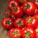 토마토 이미지