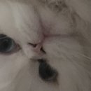 발표 이미지