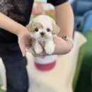 데디펫 | 광주강아지분양, 입양 과정과 현재 후기