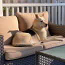 멍멍이가족 이미지