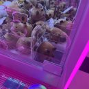 나이스뽑기방 이미지