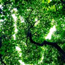 동굴에 평화의 동백이 이미지