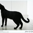 검은고양이 이미지