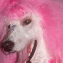 그루밍쇼 이미지