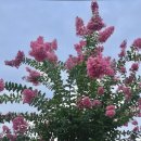 수원시 팔달구 행궁로40번길 이미지