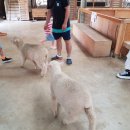 대환축사 이미지