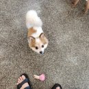 털찐댕댕이 이미지