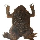 과학과 철학/ GK 비판적 사고/피파 두꺼비(중 3 학생 글) 이미지