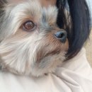 이개누구개 이미지