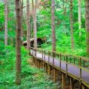횡성 청태산자연휴양림 숲속 가볍게 걷기 여행 이미지