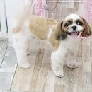 소답동237 이미지