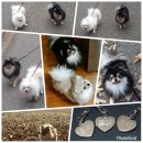 행복한 산책 이미지