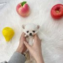 내품안의반려견 은평점 이미지