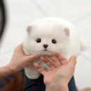 그루밍 플래너 이미지